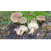 Мицелий Млечника серо-розового (Lactarius helvus)
